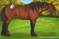 Horse Color:Brown Appaloosa  Brindle