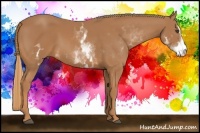 Horse Color:White Spotted Chestnut Sabino Frame 