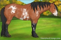 Horse Color:White Spotted Bay Sabino Frame 