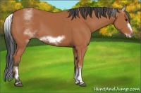 Horse Color:White Spotted Bay Sabino Frame 