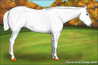 Horse Color:Gray White Spotted Chestnut Sabino Frame