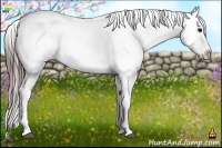 Horse Color:Brown Appaloosa Rabicano 