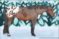 Horse Color:Bay Sabino Appaloosa