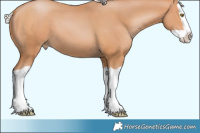 Horse Color:Silver Brown Pearl Splash 