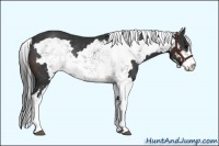 Horse Color:Brown Sabino Frame Rabicano