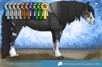 Horse Color:White Spotted Black