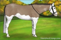 Horse Color:Classic Champagne Splash