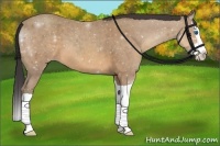 Horse Color:Sable Champagne Splash 