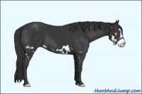 Horse Color:Black Splash Frame 