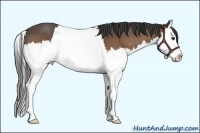 Horse Color:Buckskin Splash