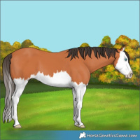Horse Color:Bay Splash 