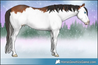 Horse Color:White Spotted Brown Splash 