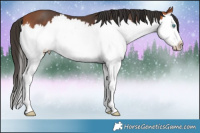 Horse Color:White Spotted Brown Splash