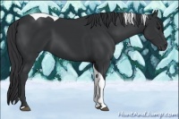 Horse Color:Black Tobiano 