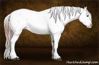Horse Color:Buckskin Appaloosa Rabicano 