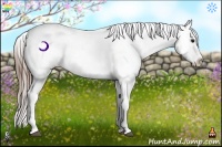 Horse Color:Buckskin Near Fewspot Rabicano 