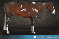 Horse Color:White Spotted Liver Chestnut Splash 