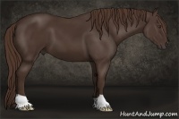 Horse Color:Liver Chestnut 