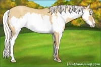 Horse Color:Silver Amber Champagne Dun Splash Frame 