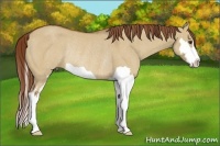 Horse Color:Red Dun Splash Frame Rabicano 