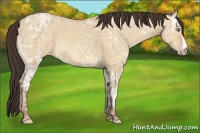 Horse Color:Amber Champagne Ice Dun 