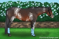 Horse Color:White Spotted Brown Appaloosa 