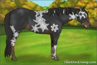 Horse Color:Liver Chestnut Ice 
