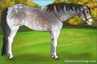 Horse Color:White Spotted Brown Ice Rabicano