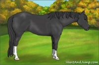 Horse Color:Smoky Black