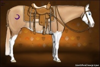 Horse Color:Gold Champagne Splash Rabicano 