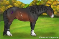 Horse Color:Brown Sabino 