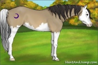 Horse Color:Brown Dun Splash 