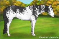 Horse Color:White Spotted Black Sabino