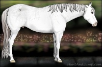 Horse Color:White Spotted Grullo Splash Appaloosa 