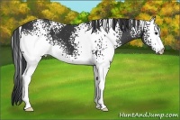 Horse Color:White Spotted Black