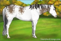 Horse Color:White Spotted Brown Dun Splash 