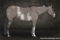 Horse Color:White Spotted Grullo
