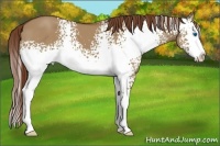 Horse Color:White Spotted Red Dun Splash 