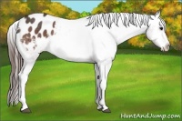 Horse Color:Bay Appaloosa 