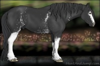 Horse Color:White Spotted Black