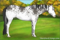 Horse Color:White Spotted Grullo 