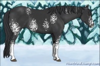 Horse Color:White Spotted Black 