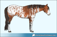 Horse Color:Brown Sabino Appaloosa Rabicano