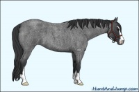 Horse Color:Blue Roan Sabino 
