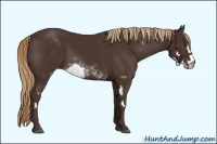 Horse Color:Liver Chestnut Sabino Frame