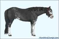 Horse Color:Black Sabino Appaloosa Rabicano
