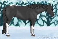 Horse Color:Smoky Black Tobiano 
