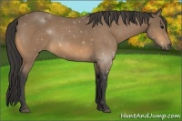 Horse Color:Buckskin 