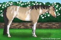 Horse Color:White Spotted Buckskin Roan Dun Rabicano