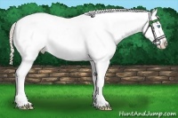 Horse Color:Chocolate Palomino Pearl Dun Appaloosa
